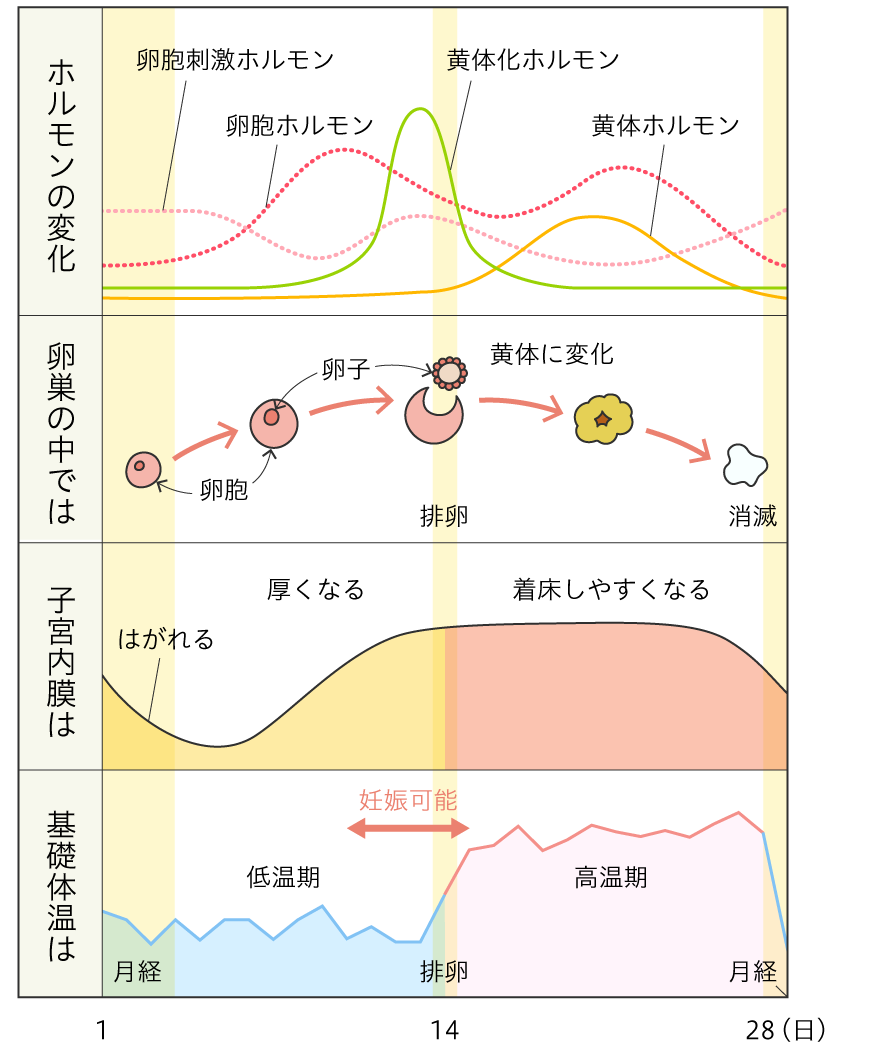 基礎体温の図