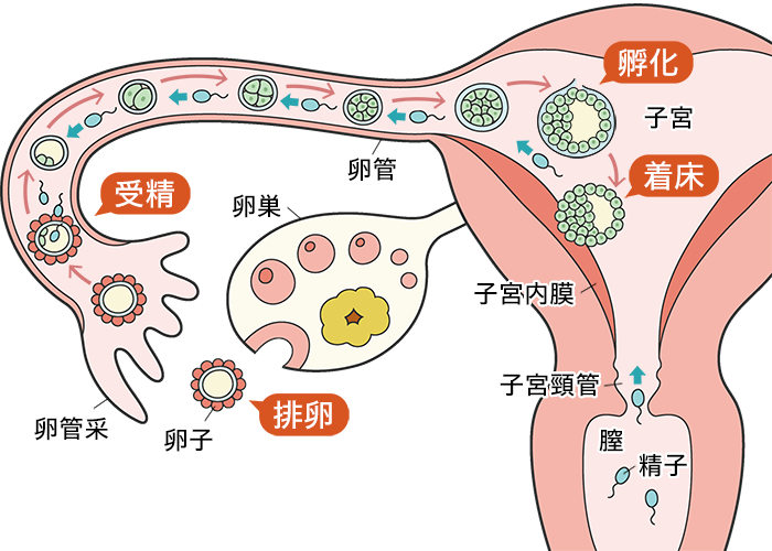 妊娠のプロセス